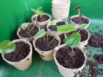 Чому жовтіє листя і скручуються у цикламена що робити (жовтіють) Чому жовтіє листя і скручуються у цикламена що робити