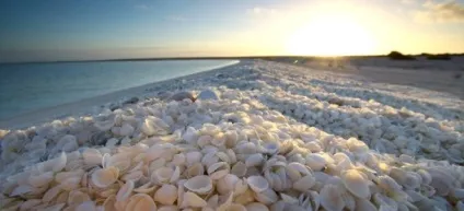 Пляж шелл-бич, shell beach