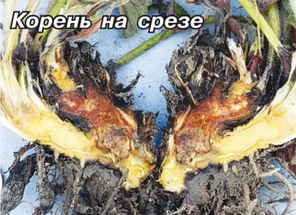 Чому в'яне суниця