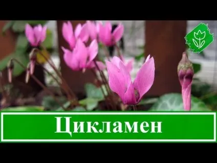 Чому жовтіє листя і скручуються у цикламена що робити (листя) Чому жовтіє листя і скручуються у цикламена що робити