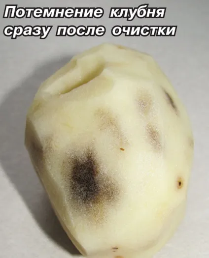 Чому картопля темніє