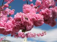 Підбірка фен шуй шпалер для робочого столу на залучення любові (фен) Підбірка фен шуй шпалер для робочого столу на залучення любові