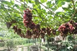 Підв'язка винограду до шпалери інструмент (фото і відео) (винограду) Підв'язка винограду до шпалери інструмент (фото і відео)