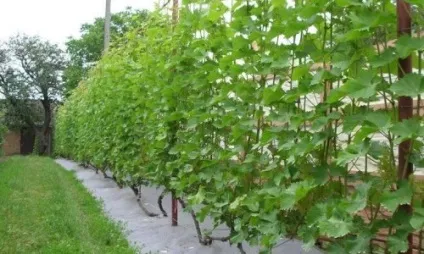 Підв'язка винограду до шпалери інструмент (фото і відео) (перший по винограду) Підв'язка винограду до шпалери інструмент (фото і відео)