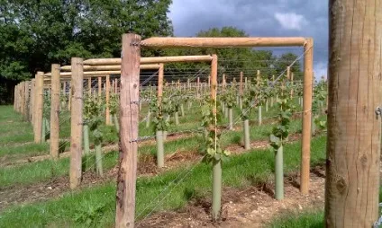 Підв'язка винограду до шпалери, формування куща (винограду) Підв'язка винограду до шпалери, формування куща
