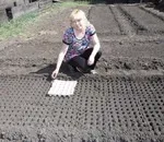 Посадка томатів по два в лунку (томатів) Посадка томатів по два в лунку