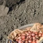 Посадка цибулі восени правила і рекомендації (посадка) Посадка цибулі восени правила і рекомендації