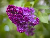 Посадка багна - на що звернути увагу, квіти в саду (садиба) (багно посадка грунт) Посадка багна - на що звернути увагу, квіти в саду (садиба)