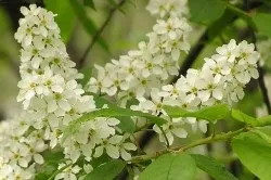 Пронос водою лікування (лікування) Пронос водою лікування