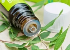 Корисні властивості і особливості олії чайного дерева (масла) Корисні властивості і особливості олії чайного дерева