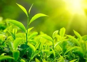 Корисні властивості і особливості олії чайного дерева (корисні) Корисні властивості і особливості олії чайного дерева