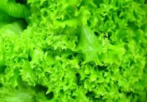 Корисні властивості зеленого салату (салату) Корисні властивості зеленого салату