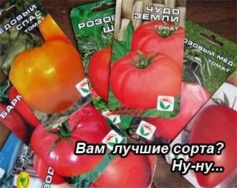Помідора сорту новачок
