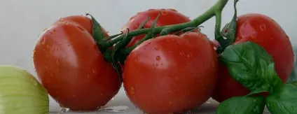 Помідори при грудному вигодовуванні, жовті, свіжі, тушковані (жовті) Помідори при грудному вигодовуванні, жовті, свіжі, тушковані