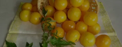 Помідори при грудному вигодовуванні, жовті, свіжі, тушковані (помідори) Помідори при грудному вигодовуванні, жовті, свіжі, тушковані