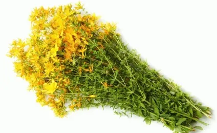 Користь і шкода зеленого салату для організму (організму) Користь і шкода зеленого салату для організму