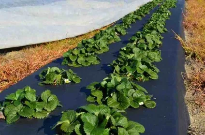 Посадка полуниці на агроволокно переваги, технологія, фото, відео (фото) Посадка полуниці на агроволокно переваги, технологія, фото, відео