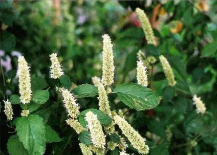 Користь і шкода зеленого салату для організму (шкода) Користь і шкода зеленого салату для організму