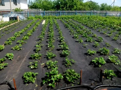 Посадка полуниці на агроволокно переваги, технологія, фото, відео (полуниці) Посадка полуниці на агроволокно переваги, технологія, фото, відео