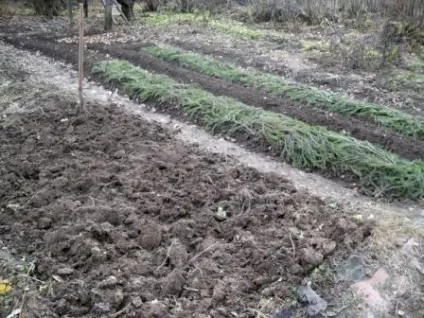 Посадка цибулі восени правила і рекомендації (правила) Посадка цибулі восени правила і рекомендації