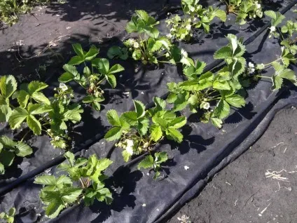 Посадка полуниці на агроволокно в теплиці загальні відомості, гідності, підготовчі роботи, (агроволокно) Посадка полуниці на агроволокно в теплиці загальні відомості, гідності, підготовчі роботи,