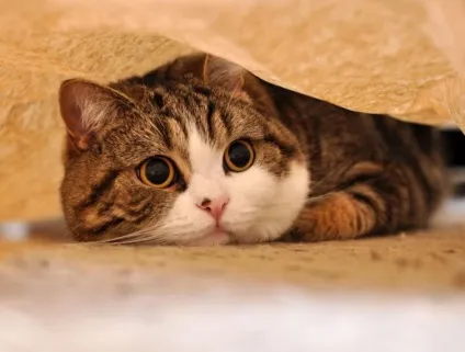Популярні собаки і кішки з інтернету, які заробляють більше ніж ми з вами, умкра (найбагатші тварини) Популярні собаки і кішки з інтернету, які заробляють більше ніж ми з вами, умкра