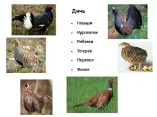 Презентація - страви з домашньої птиці ( «Птах столі свято будинку») Презентація - страви з домашньої птиці