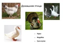 Презентація - страви з домашньої птиці ( «Птах столі свято будинку») Презентація - страви з домашньої птиці
