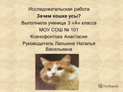 Презентація на тему дослідницька робота навіщо кішці вуса виконала учениця 3 - а - класу МОУ (презентація) Презентація на тему дослідницька робота навіщо кішці вуса виконала учениця 3 - а - класу МОУ