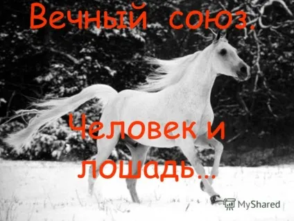 Презентація на тему людина і кінь - вічний союз (людина і кінь ... вічний союз. Коням присвячується ...) Презентація на тему людина і кінь - вічний союз
