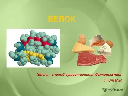 Презентація на тему білок життя - спосіб існування білкових тіл ф (білок життя) Презентація на тему білок життя - спосіб існування білкових тіл ф