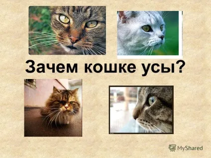 Презентація на тему дослідницька робота навіщо кішці вуса виконала учениця 3 - а - класу МОУ (презентація) Презентація на тему дослідницька робота навіщо кішці вуса виконала учениця 3 - а - класу МОУ