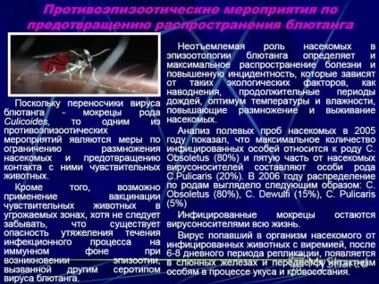 Презентація на тему блютанг блютанг (або катаральна лихоманка овець) відноситься до групи (презентація) Презентація на тему блютанг блютанг (або катаральна лихоманка овець) відноситься до групи