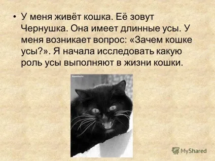 Презентація на тему дослідницька робота навіщо кішці вуса виконала учениця 3 - а - класу МОУ (дослідницька) Презентація на тему дослідницька робота навіщо кішці вуса виконала учениця 3 - а - класу МОУ