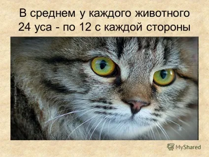 Презентація на тему дослідницька робота навіщо кішці вуса виконала учениця 3 - а - класу МОУ (дослідницька) Презентація на тему дослідницька робота навіщо кішці вуса виконала учениця 3 - а - класу МОУ