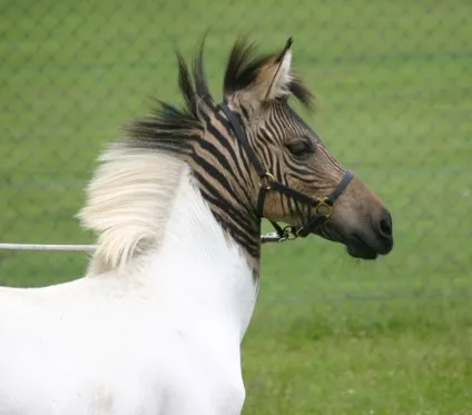 Химерні гібридні зебри, умкра (слів «zebra» «зебра») Химерні гібридні зебри, умкра