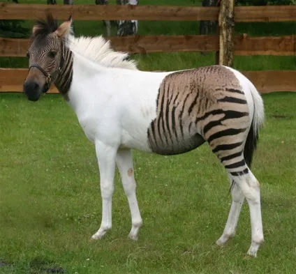 Химерні гібридні зебри, умкра (англійських слів «zebra» «зебра») Химерні гібридні зебри, умкра