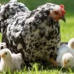 Промислове птахівництво основні породи курей і особливості галузі - cельхозпортал (галузі) Промислове птахівництво основні породи курей і особливості галузі - cельхозпортал