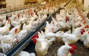 Промислове птахівництво основні породи курей і особливості галузі - cельхозпортал (особливості) Промислове птахівництво основні породи курей і особливості галузі - cельхозпортал