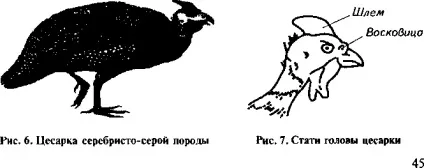 Промери і індекси статури