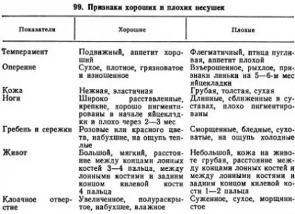 Промислове стадо курей-несучок - агроархів сільськогосподарські матеріали (повинна) Промислове стадо курей-несучок - агроархів сільськогосподарські матеріали