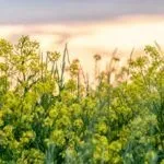 Як позбутися від молочаю на городі (молочаю) Як позбутися від молочаю на городі