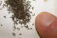 Як позбутися від мошок в квартирі, мошки в квартирі Дезцентр-русь (позбутися мошок квартирі) Як позбутися від мошок в квартирі, мошки в квартирі Дезцентр-русь