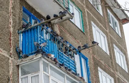 Як позбутися від голубів на балконі (голубів) Як позбутися від голубів на балконі