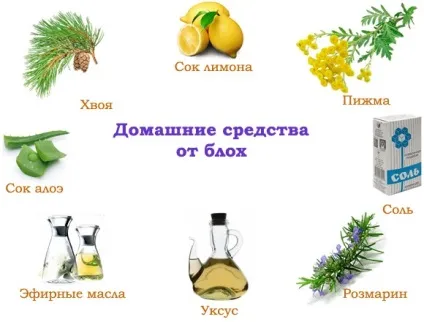Як позбутися від домашніх бліх в будинку де живуть шкідники, хімічні, механічні та народні (народні) Як позбутися від домашніх бліх в будинку де живуть шкідники, хімічні, механічні та народні