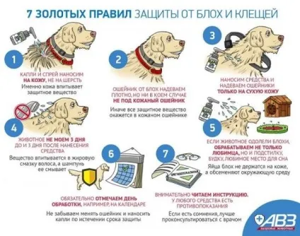 Як позбутися від домашніх бліх в будинку де живуть шкідники, хімічні, механічні та народні (домашніх) Як позбутися від домашніх бліх в будинку де живуть шкідники, хімічні, механічні та народні