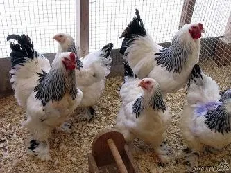 Птахівництво як домашній бізнес розведення курей несучок, work-place (бізнес) Птахівництво як домашній бізнес розведення курей несучок, work-place