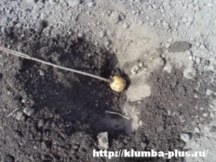 Проволочник, методи боротьби