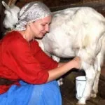 Розбираємося, як доїти козу відео та рекомендації щодо правильного доїння після окоту (легкий масаж вимені) Розбираємося, як доїти козу відео та рекомендації щодо правильного доїння після окоту