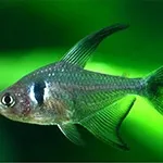 Рослини-солітери, акваріум в деталях (барбус Puntius conchonius) Рослини-солітери, акваріум в деталях